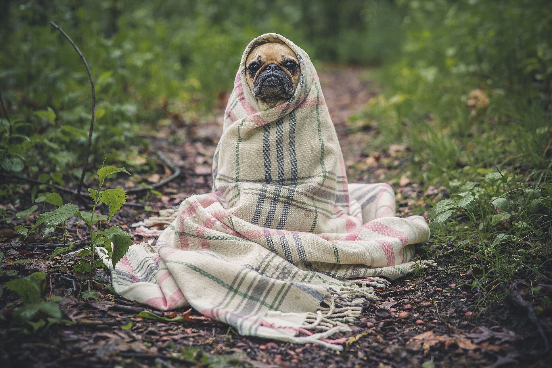 A dog recovering, wrapped in a blanket